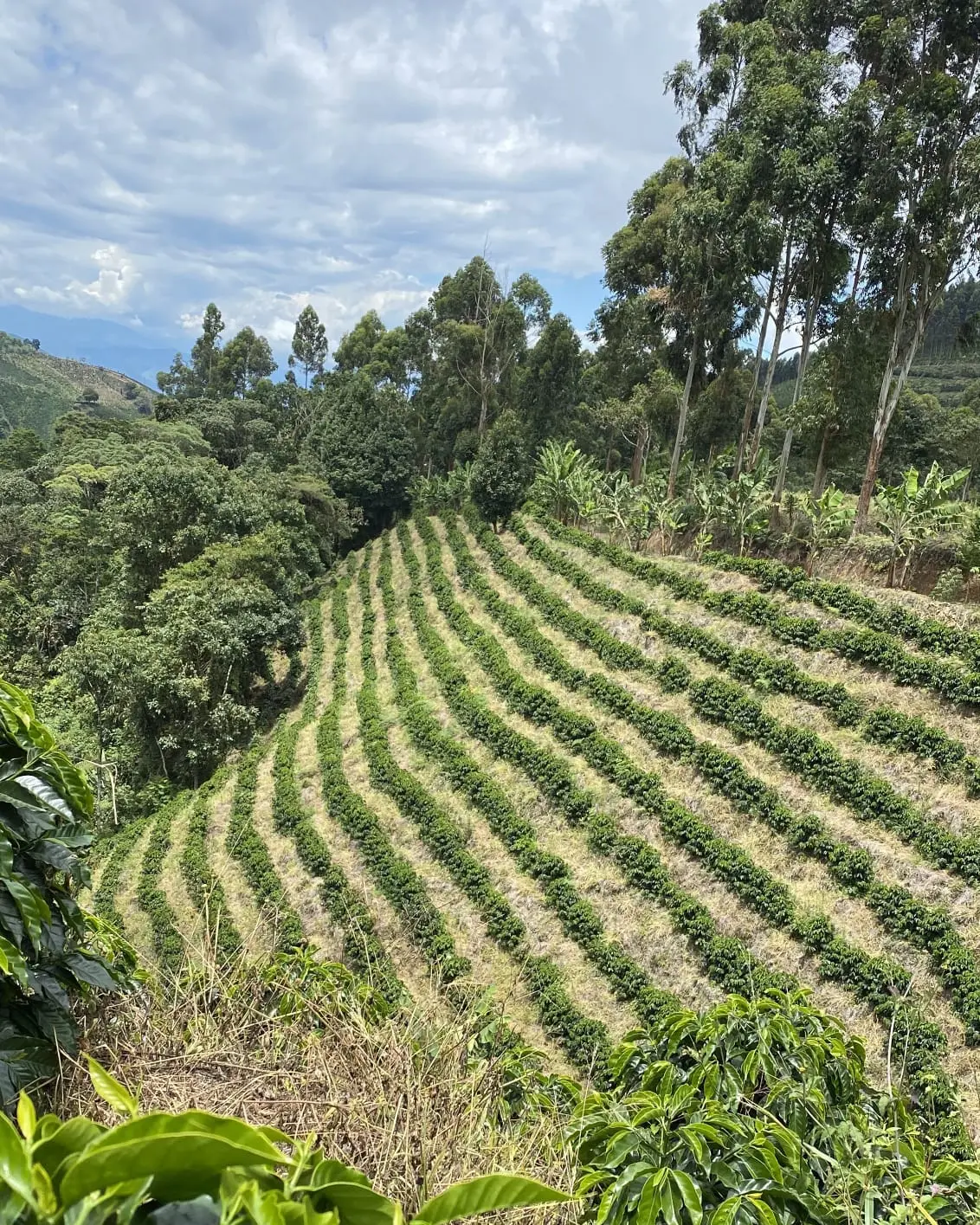 Cafetales en ladera en la finca de Risaralda, Colombia